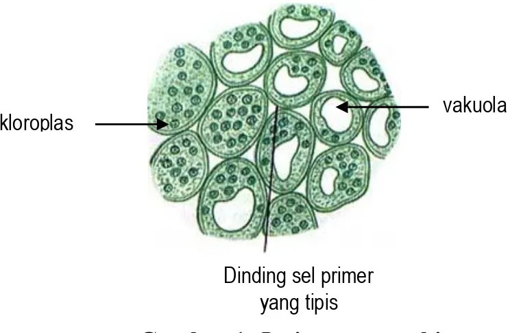 Gambar 1. Jaringan parenkim 