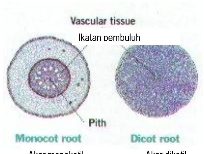 Gambar 3. Anatomi akar  Akar monokotil  Akar dikotil Ikatan pembuluh Tudung akar Epidermis Korteks Endodermis Perisikel Xilem Floem Ikatanpembuluh meristem apikal Bulu  akar