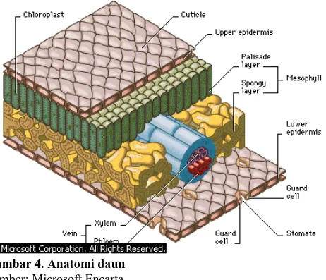 Gambar 4. Anatomi daun 