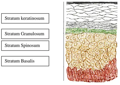 Gambar 1. Struktur epitel rongga mulut Stratum keratinosum 