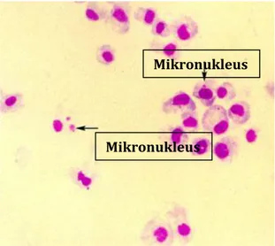 Gambar 2.Mikronukleus Mikronukleus 