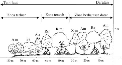 Gambar 1. Pola zonasi mangrove di lokasi penelitian.  Keterangan gambar:  