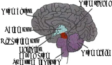 Gambar 1.15 Bagian-bagian otak manusia Sumber: http://www.emc.maricopa.edu/Otak besarTalamusHipotalamusKelenjarbawah otakSumsum lanjutan Otak kecil Otak tengah