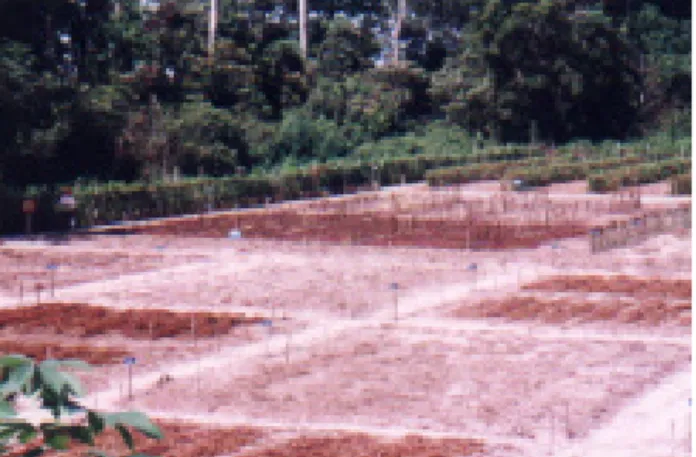 Gambar 7. Trend kandungan C-total (A) dan N-organik (B) dalam tanah pada sistem pola tanam (? ) sistem monokultur dan (¦) sistem budidaya pagar; perlakuan (__) tanpa dan (…) dengan pemupukan  N 90 kg ha -1 