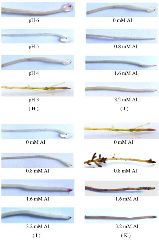 Gambar  5  Morfologi  akar  M.  affine  akibat  (H)  perlakuan  pH;  (I)  perlakuan  Al  pada pH 5; (J) perlakuan Al pada 4; dan (K) perlakuan Al pada pH 3  selama 6 minggu perlakuan