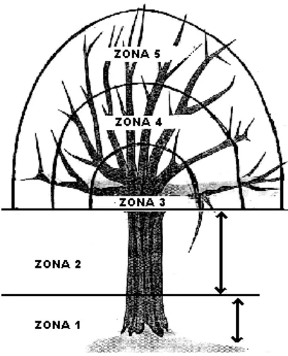 Gambar 4. Zonasi anggrek pada pohon inang 