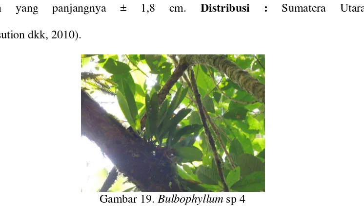 Gambar 19. Bulbophyllum sp 4 