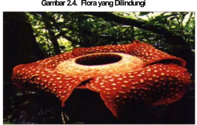 Tabel 2.9 dibawah merupakan  gambaran jumlah  flora dan fauna dilindungi  di Sumatera Barat secara umum
