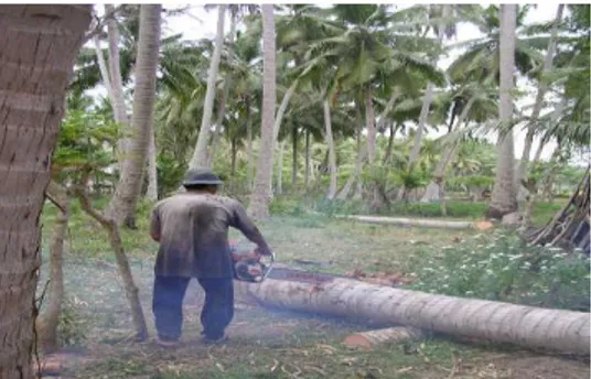 Gambar 4.1  Lokasi kayu kelapa lokal                Gambar  4.2  Proses pemotongan 