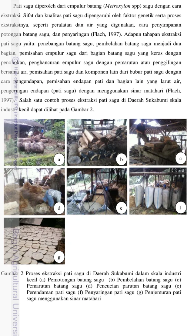 Gambar 2 Proses ekstraksi pati sagu di Daerah  Sukabumi  dalam  skala industri  kecil (a) Pemotongan batang sagu  (b) Pembelahan batang sagu (c)  Pemarutan batang sagu (d) Pencucian parutan batang sagu (e)  Perendaman pati sagu (f) Penyaringan pati sagu (g) Penjemuran pati  sagu menggunakan sinar matahari 