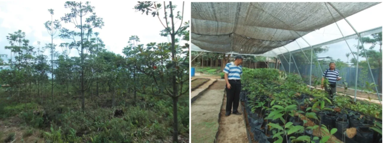 Gambar 2. a.  Kebun Konservasi ramin di Kedaton, Ogan Komering Ilir, Sumatera Selatan dan b