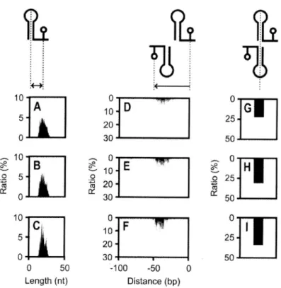 FIGURE 2.1  Characteristic  Analysis  of  Predicted  Rho-independent  Terminators.  Lengths  between  loop  medians  and  termination  positions  of  predicted  rho-independent  terminator  motifs  with  AG° scores of  <_ —4, —8, and —12 are displayed r