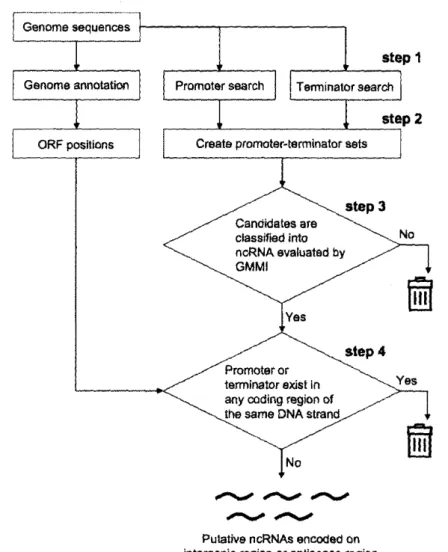 FIGURE  3.3  Schematic  Putative  ncRNAs.
