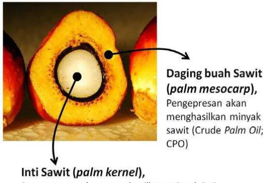Gambar 2.1  Buah kelapa sawit akan menghasilkan dua jenis minyak yang berbeda; 
