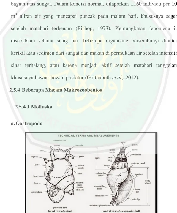 Gambar 2.2 Morfologi Kelas Gastropoda (Kastawi, 2005) 