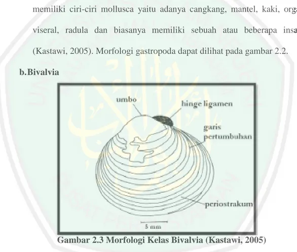 Gambar 2.3 Morfologi Kelas Bivalvia (Kastawi, 2005) 