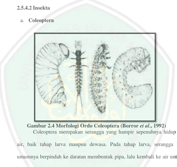 Gambar 2.4 Morfologi Ordo Coleoptera (Borror et al., 1992) 