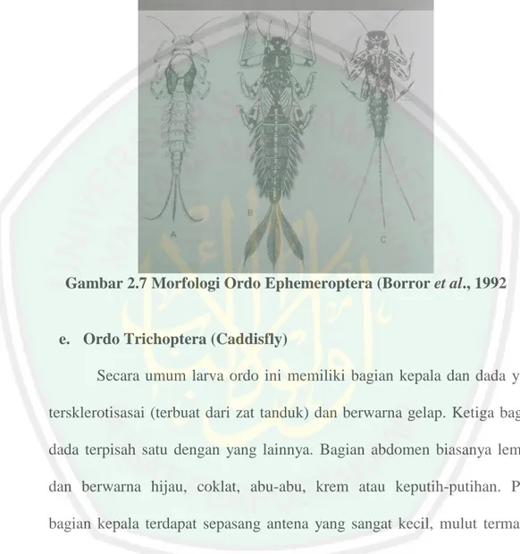 Gambar 2.7 Morfologi Ordo Ephemeroptera (Borror et al., 1992 