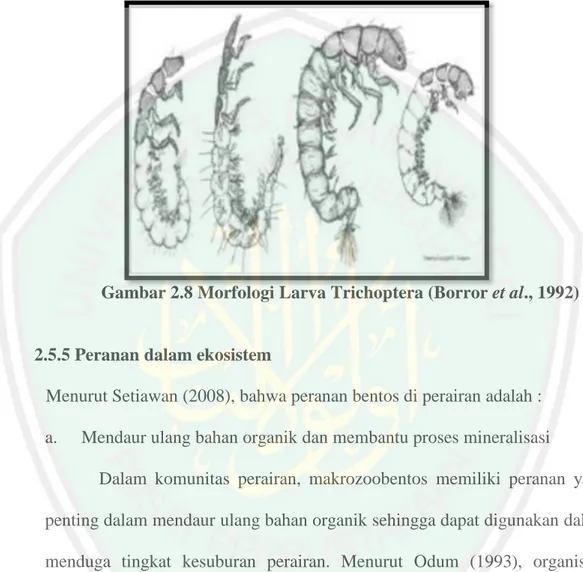 Gambar 2.8 Morfologi Larva Trichoptera (Borror et al., 1992) 