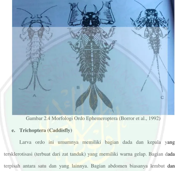 Gambar 2.4 Morfologi Ordo Ephemeroptera (Borror et al., 1992)  e.  Trichoptera (Caddisfly) 