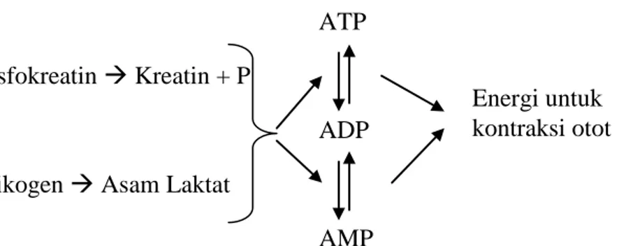 Gambar 3. Skema Pembentukan Energi Sistem Metabolisme  Anaerobik 29
