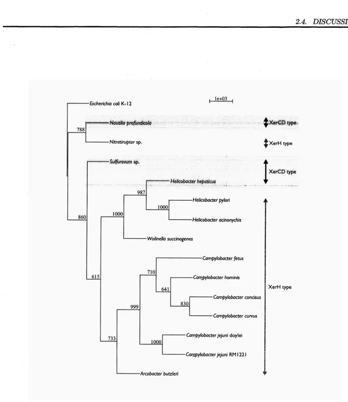 Figure  2.7:  Phylogenetic  tree  based  on  rRNA  for  the  comparison  of  XerCD-  and  XerH-containing  genomes