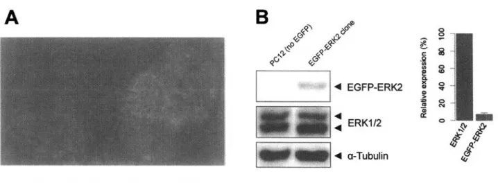 図 2  :  E G F P -E R K 2 の 観 察 に 使 用 し た P C 1 2 細胞