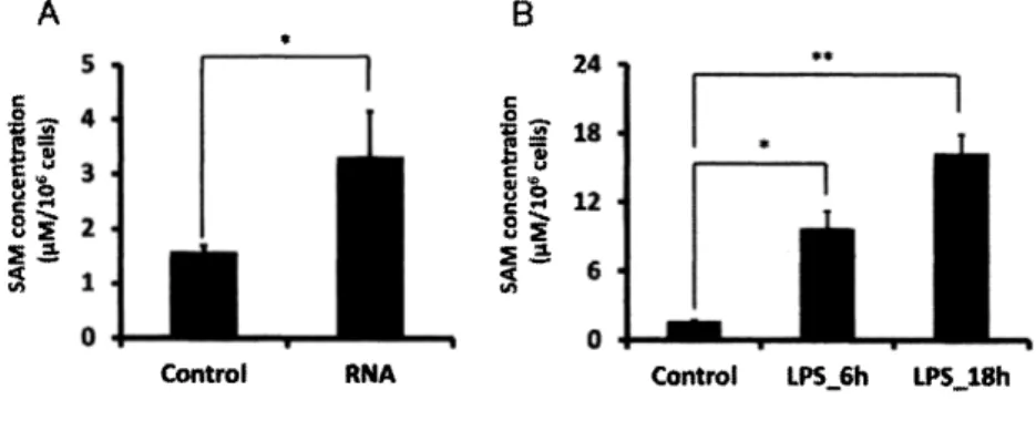 図 1 RAW264.7 における，細胞内 S A M の蓄積 (A )  3  Mg/W の濃度で腸内細菌由来 R N A を 6 時間添加した際の R A W 264.7 細胞内の S A M の蓄積量を示す 