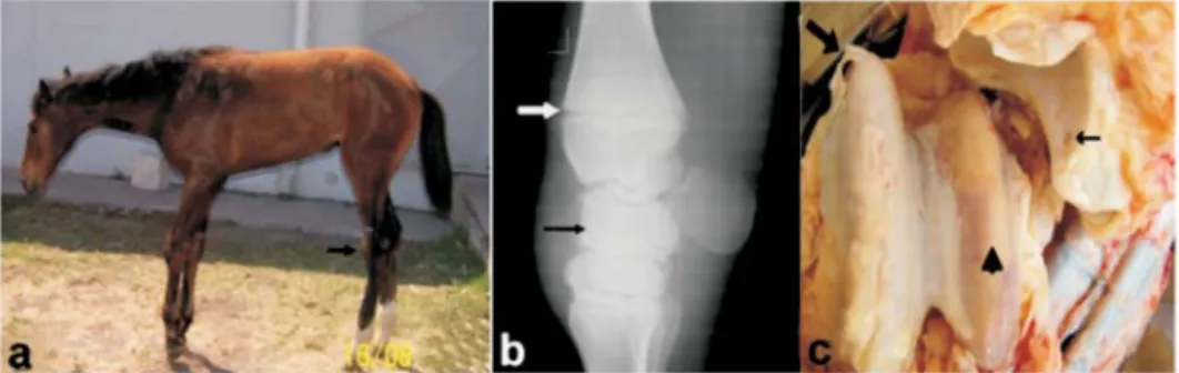 Fig. 1. Clinical, radiography, and pathological ﬁ ndings in foals with developmental orthopedic  disease