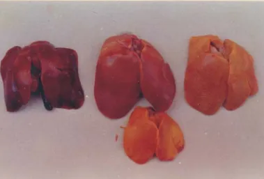 Fig. 1. Liver CPA toxicosis. Congestion (upper left), afl atoxicosis-paleness and yellow  discoloration (middle and upper right), AF-CPA toxicosis - yellow discoloration (bottom).
