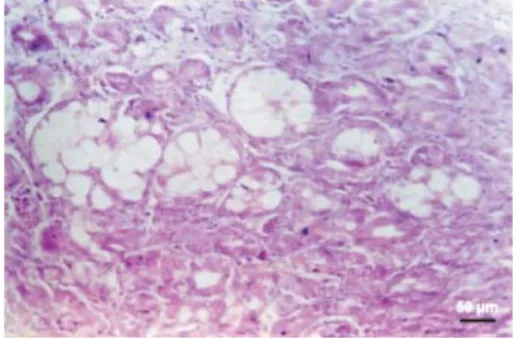 Fig. 5. AF-CPA toxicosis. Kidney showing  thickening of glomerular basement membrane 