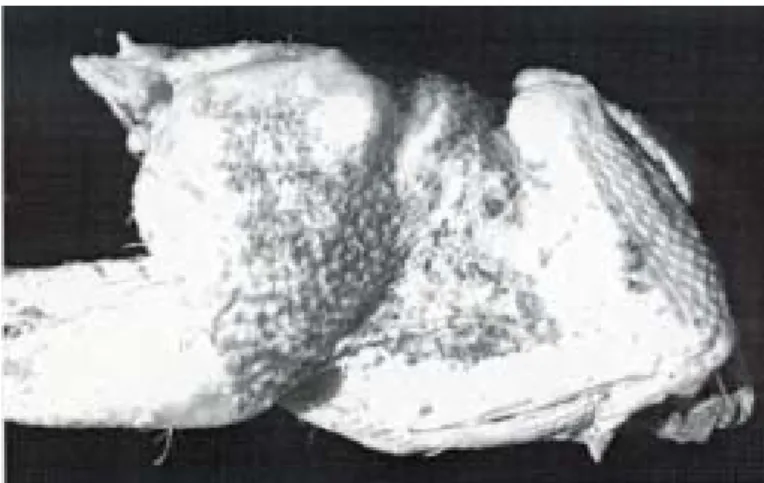 Fig. 1. Thickened and brown discolouration skin of a 7-week-old broiler chicken with cellulitis