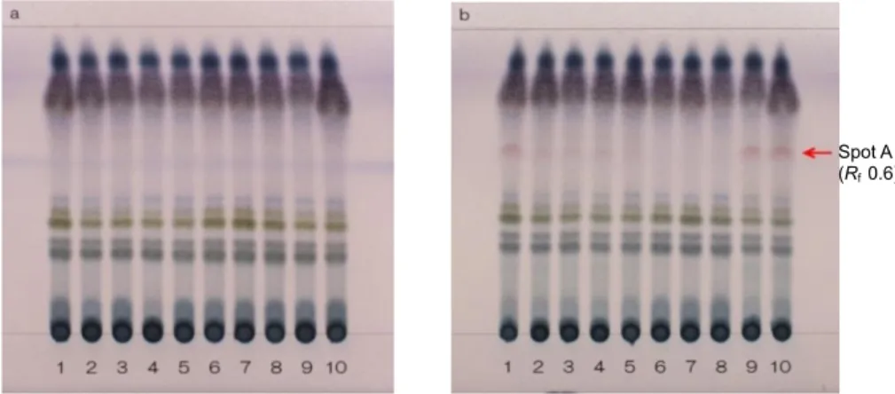 Fig. 1-4  TLC comparison of Glycyrrhiza (a) and Prepared Glycyrrhiza (b)    (Condition I)  Solvent system; ethyl acetate/methanol/water (20:3:2), detection; spraying  4-methoxybenzaldehyde-sulfuric acid TS then heating at 105°C