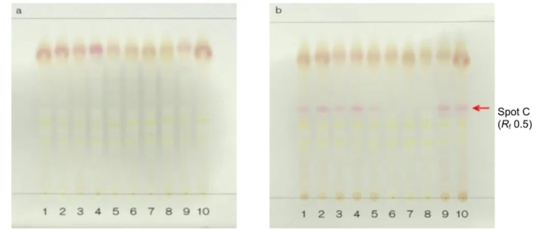 Fig. 1-6  TLC comparison of Glycyrrhiza (a) and Prepared Glycyrrhiza (b)    (Condition III)  Solvent system; ethyl acetate/methanol/water (20:3:2), detection; spraying  4-dimethylaminobenzaldehyde TS for spraying