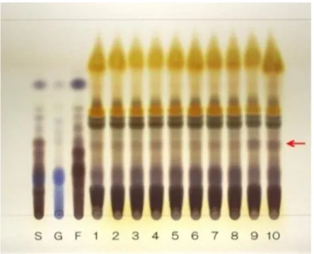 Fig. 1-12  TLC comparison of Prepared Glycyrrhiza and heat-treated  (130°C, 30 min) sugars (Condition II)   