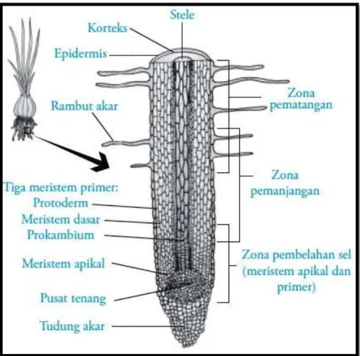 Gambar 2.1. Pertumbuhan primer pada akar (http//wordpress.com//) 