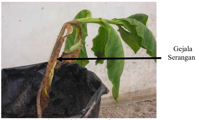 Gambar 2. Gejala serangan Phytium spp. Sumber : foto langsung dari tembakau BPTD PTPN II Sampali (2010) 