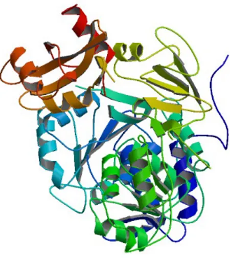 Figure 1-5. 3D structure of firefly luciferase (Protein Data Bank number 1LCI).