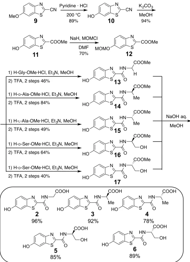 Figure 2-2. Synthesis of benzothiazoylamino acids 2–6. 9� 10�11� 12�13�14�15�16�17�2�3� 4�5�6�SNMeOCNPyridine · HCl200 °C89%SNHOCN 94%K2 CO 3MeOHSNHOCOOMe70%NaH, MOMClDMFSNMOMO COOMeSNHOOHNCOOMe1) H-Gly-OMe·HCl, Et3N, MeOHH2) TFA, 2 steps 46%1) H-D-Ala-OMe