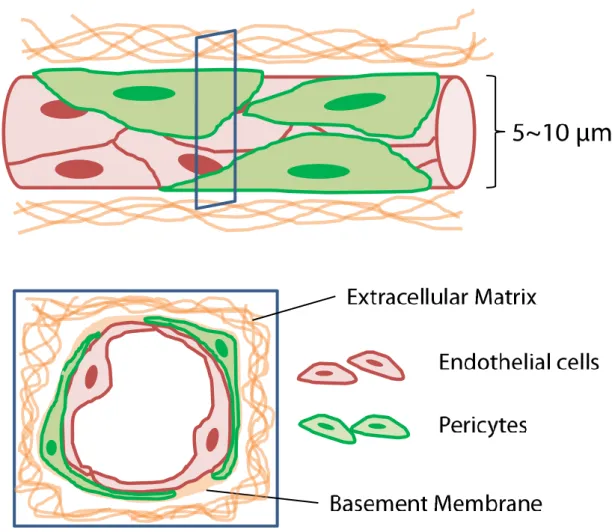 Fig. 1-1 Schematic illustrations of capillary microenvironment. 