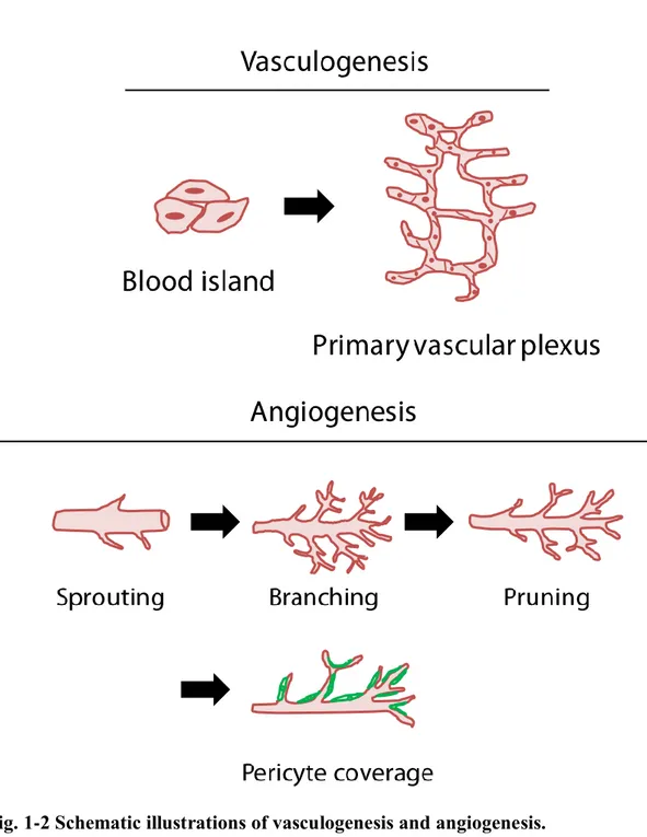 Fig. 1-2 Schematic illustrations of vasculogenesis and angiogenesis. 