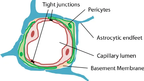 Fig. 1-5 BBB microenvironment. 