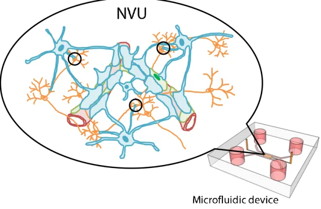 Fig. 1-8 Schematic illustration of an in vitro NVU model in a microfluidic device. 