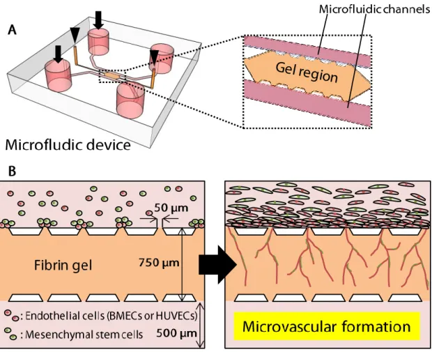 Fig. 3-1 Schematic illustration of an EC-MSC coculture in a microfluidic device. 