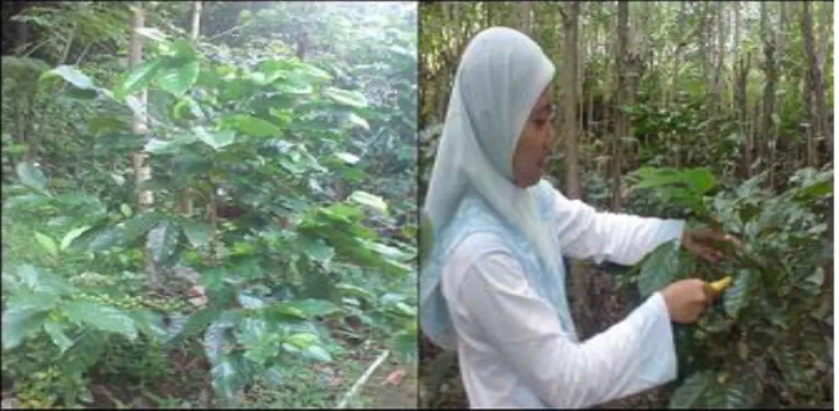 Gambar 1. Kebun kopi robusta secara poliklonal  Gambar 1. Kebun kopi robusta secara poliklonal 