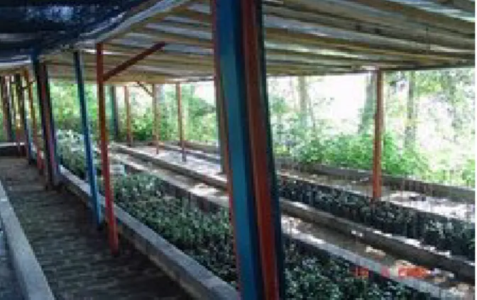 Gambar 2.  Tempat pembibitan kopi 