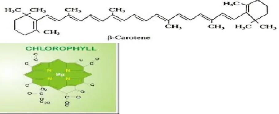 Gambar 3.1 Rantai chlorophyll 