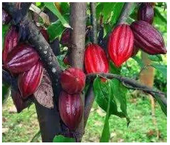 Gambar 1. Tanaman Kakao 