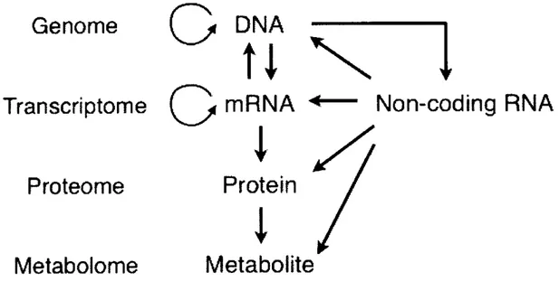 Figure  1.  Schematic  representation  of  ncRNA  network  affecting  the  central  dogma 