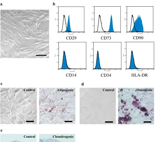 Fig. 1    Isolation, culture, and  immunophenotypic  charac-terization of  CD117 +  amniotic  fluid cells